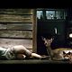 Foto - FILM - Antichrist : 120692