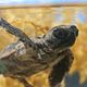 Tortuga - Die unglaubliche Reise der Meeresschildkröte : photo