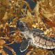 Tortuga - Die unglaubliche Reise der Meeresschildkröte : photo