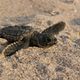 Tortuga - Die unglaubliche Reise der Meeresschildkröte : photo