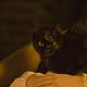 The Black Cat