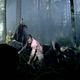 Black Forest : photo
