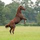 <b>Randall Wallace</b> Bild : Secretariat - Ein Pferd wird zur Legende