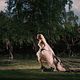 <b>Lars von Trier</b> Bild : Melancholia