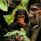 Jane's Journey - Die Lebensreise der Jane Goodall