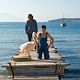 <b>Nicostratos le pélican</b> Bild 