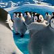 Happy Feet 2 : photo