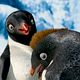 Happy Feet 2 : photo