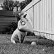 Frankenweenie : photo Tim Burton
