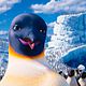 Happy Feet 2 : photo George Miller
