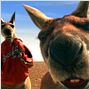 Kangaroo Jack