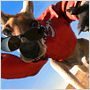 Kangaroo Jack