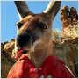Kangaroo Jack