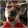 Kangaroo Jack
