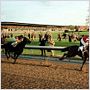Seabiscuit