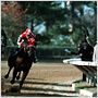 Seabiscuit