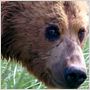 Grizzly Man