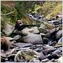 Grizzly Man