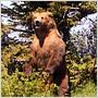 Grizzly Man
