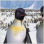 Happy Feet