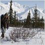 Into the Wild