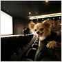 Beverly Hills Chihuahua