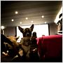 Beverly Hills Chihuahua