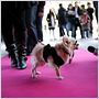 Beverly Hills Chihuahua