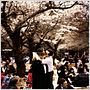 Kirschblüten - Hanami