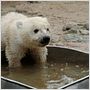 Knut und seine Freunde