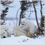 Knut und seine Freunde