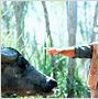 Crocodile Dundee