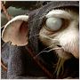 Despereaux - Der kleine Mäuseheld