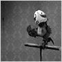 Mary & Max - oder Schrumpfen Schafe wenn es regnet?