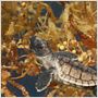 Tortuga - Die unglaubliche Reise der Meeresschildkröte