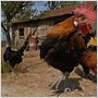 Die wilde Farm