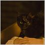 The Black Cat