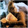 Der Grinch