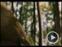 Die Chroniken von Narnia - Prinz Kaspian von Narnia Videoclip DF
