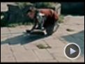 Die Chroniken von Narnia - Prinz Kaspian von Narnia Videoclip (2) DF