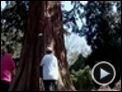 Nobody's Perfect Trailer DF