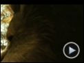 Wo die wilden Kerle wohnen Trailer (2) DF