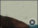 Brothers Trailer OV