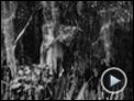 Eve's Bayou Trailer DF