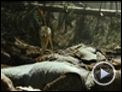 Robin Hood Trailer (2) DF