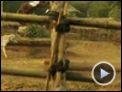 Buddha's Lost Children Trailer DF