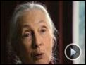 Jane's Journey - Die Lebensreise der Jane Goodall Trailer DF
