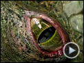 The Amazing Spider-Man Teaser OV