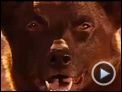 Red Dog Trailer OV