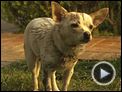 Beverly Hills Chihuahua 2 Trailer OV